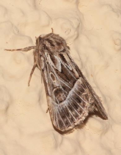 Réf. 239 867 : Thalpophila vitalba